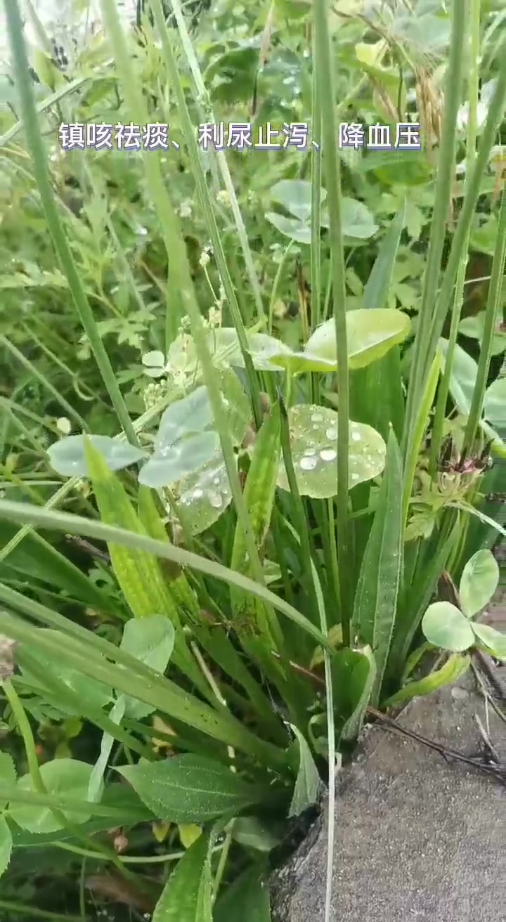 车前草的功效与作用
