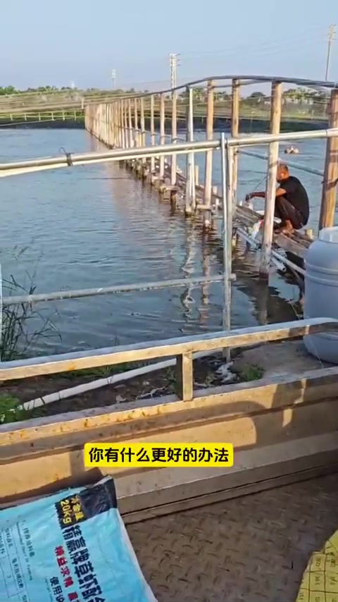 高温南美白对虾喂料注意事项,能加料吗?