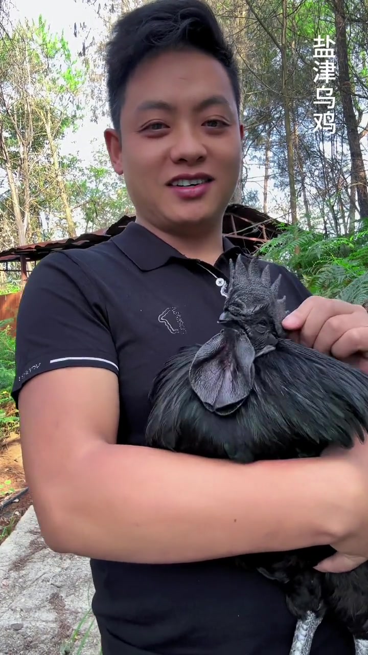 这种黑凤乌鸡，有没有人喜欢呀