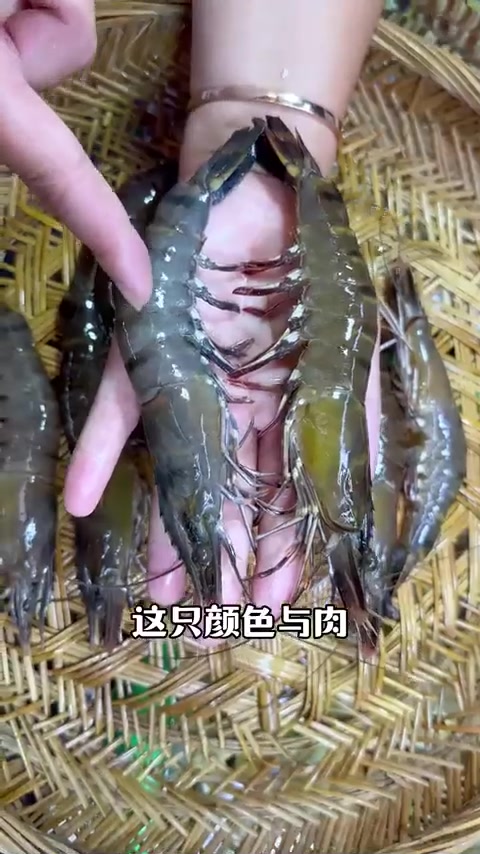 你知道怎么区分海养虾还是棚养虾吗？（木虾草虾九节虾黑虎虾）
