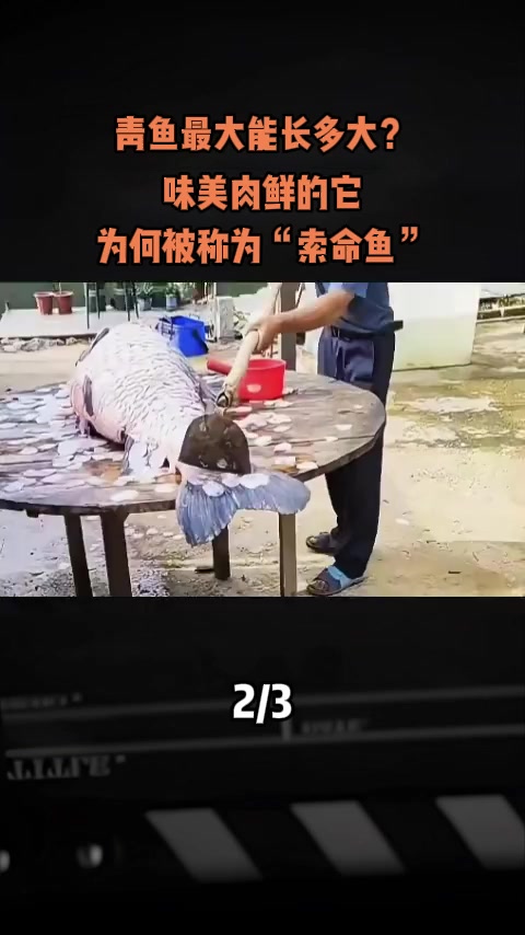 青鱼最大能长多大味美肉鲜的它，为何被称为“索命鱼”