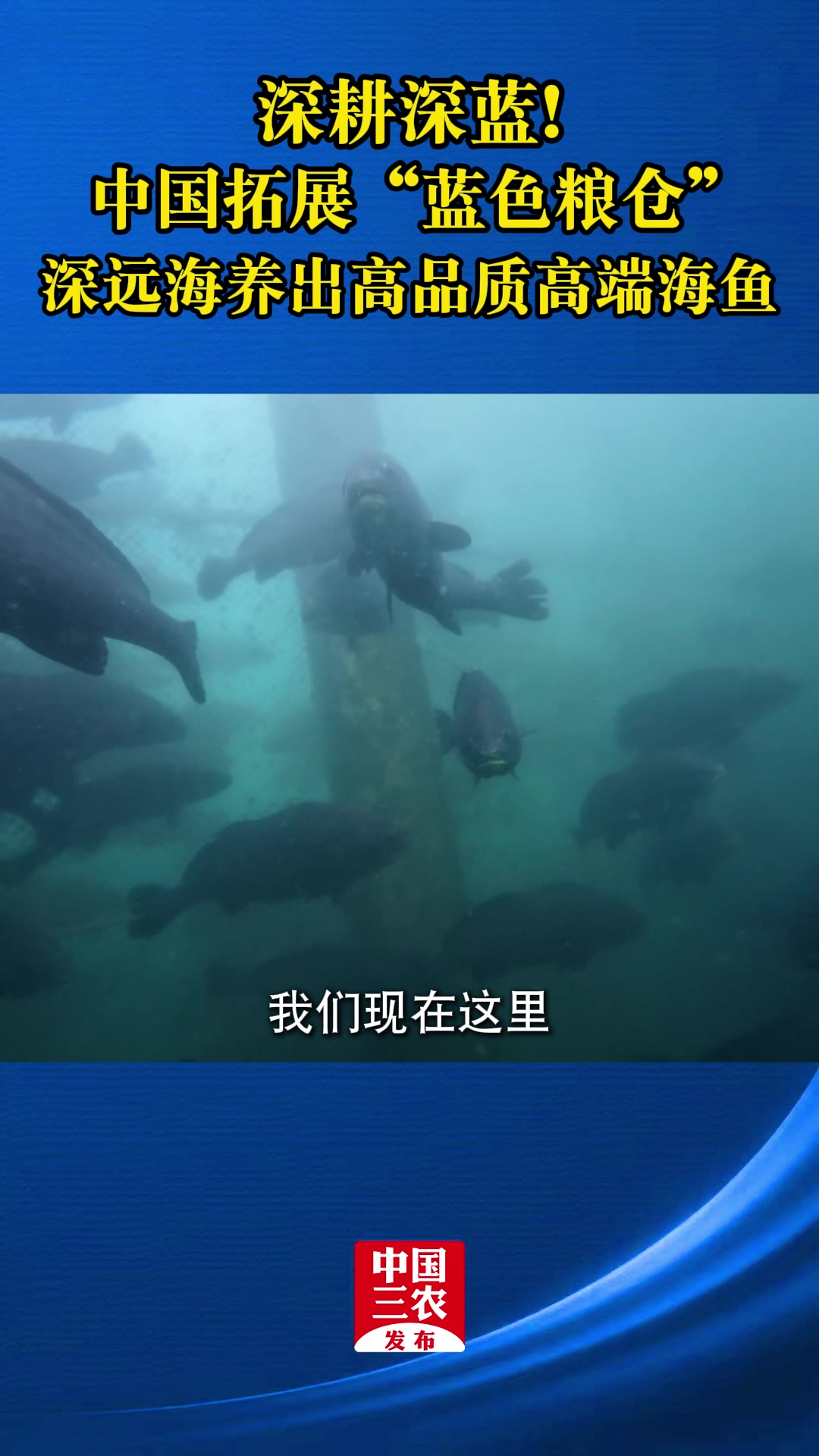 深耕深蓝！中国拓展“蓝色粮仓” 深远海养出高品质高端海鱼