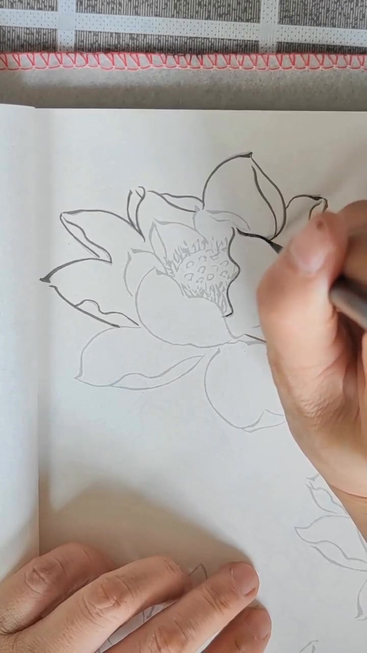 一起学画荷花白描的工笔画课程