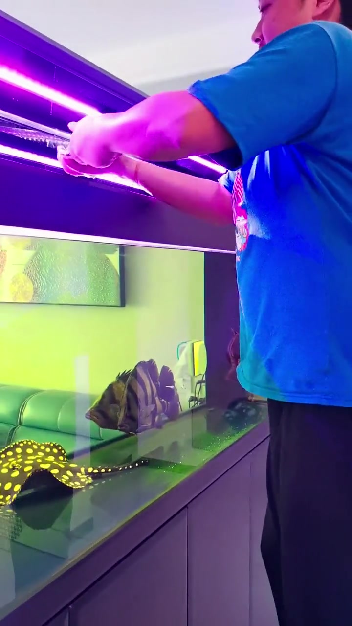 威猛霸气的泰国虎鱼！