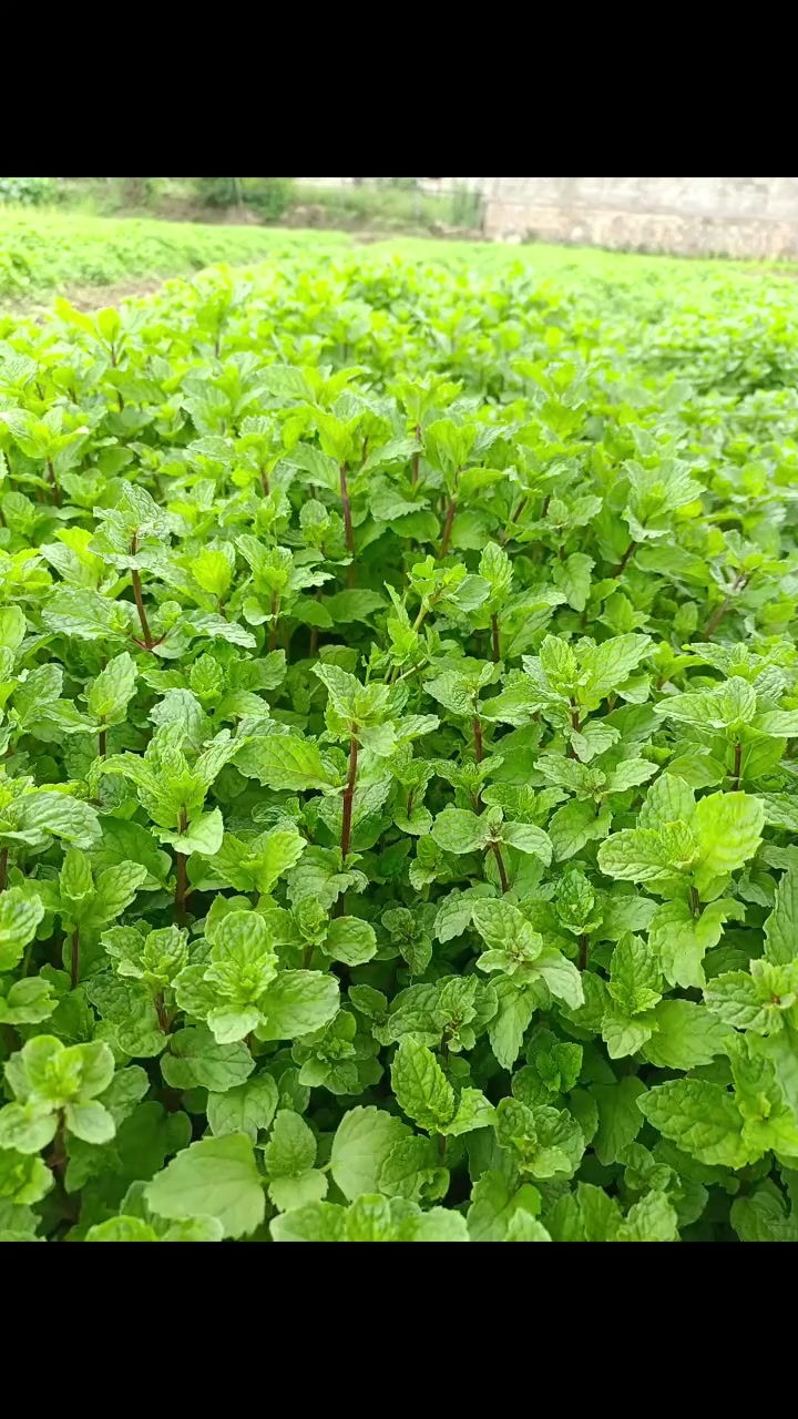 记录农村生活，雨季这薄荷菜有点难管理，草也拨不赢，先苦后甜，有付出才有回报，加油