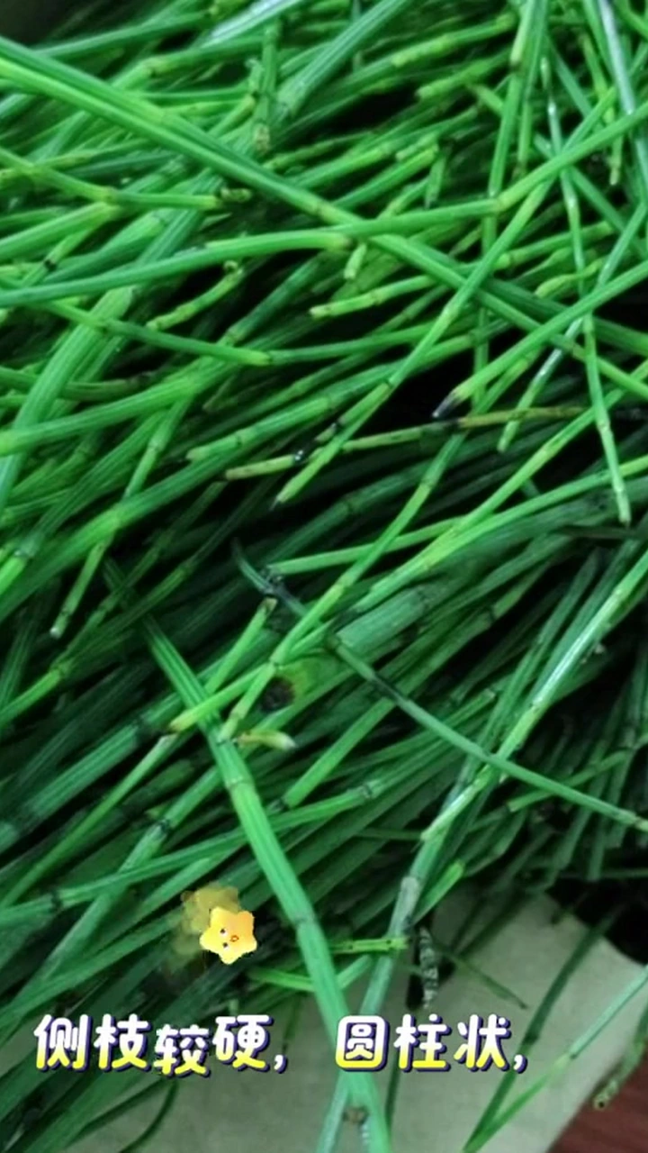 健康提醒：节节草的性味归经与功效