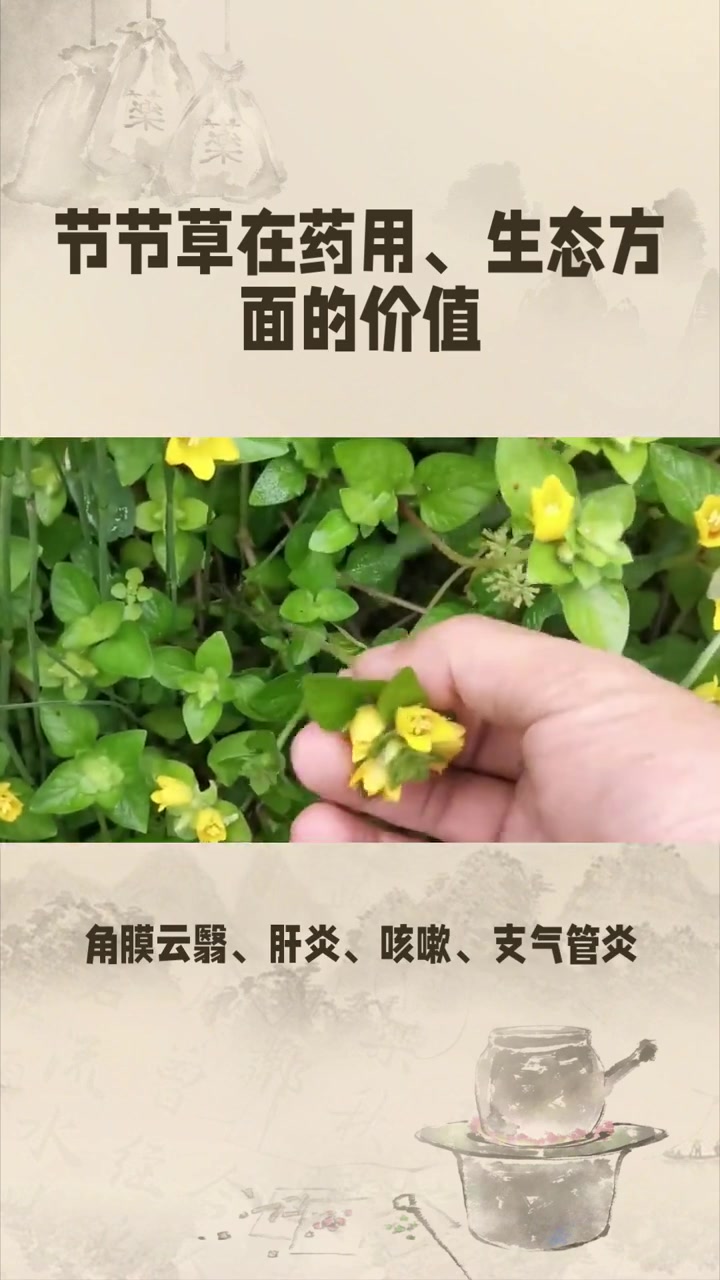 野草节节草：兼具药用价值的植物科普