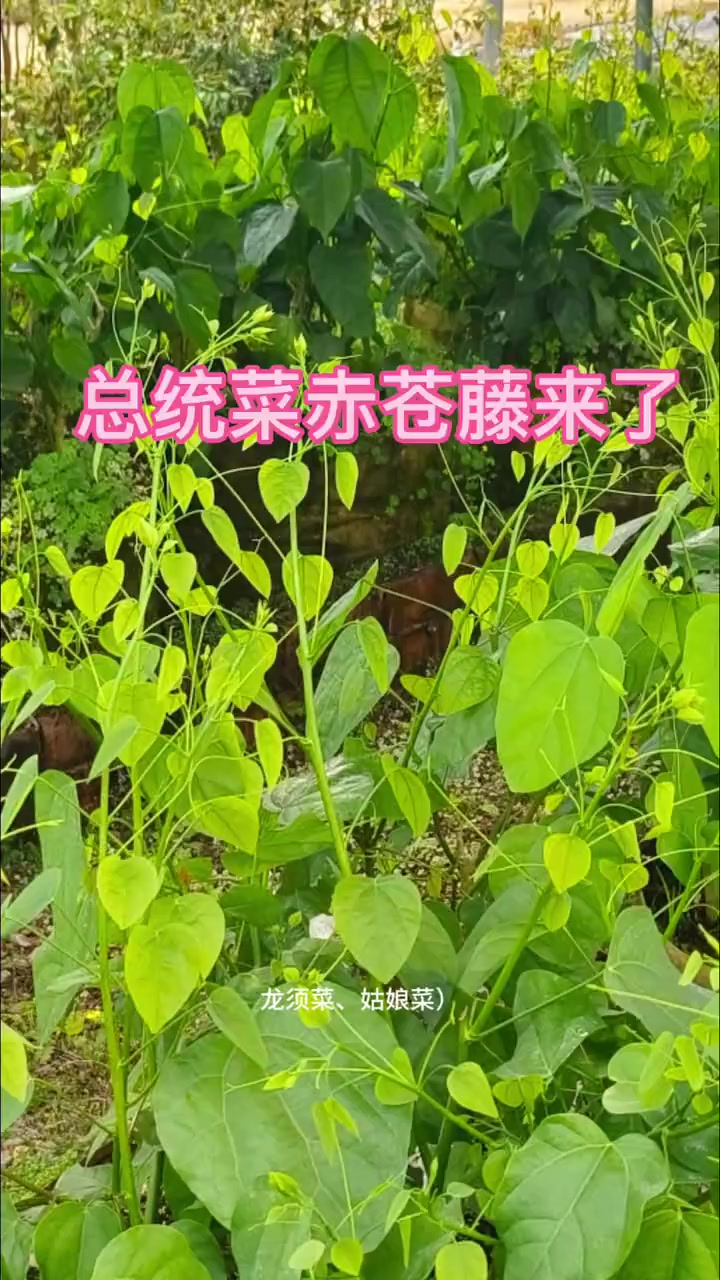 健康科普：龙须菜的功效与作用