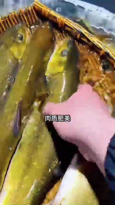 国内最赚钱的冷水鱼排名