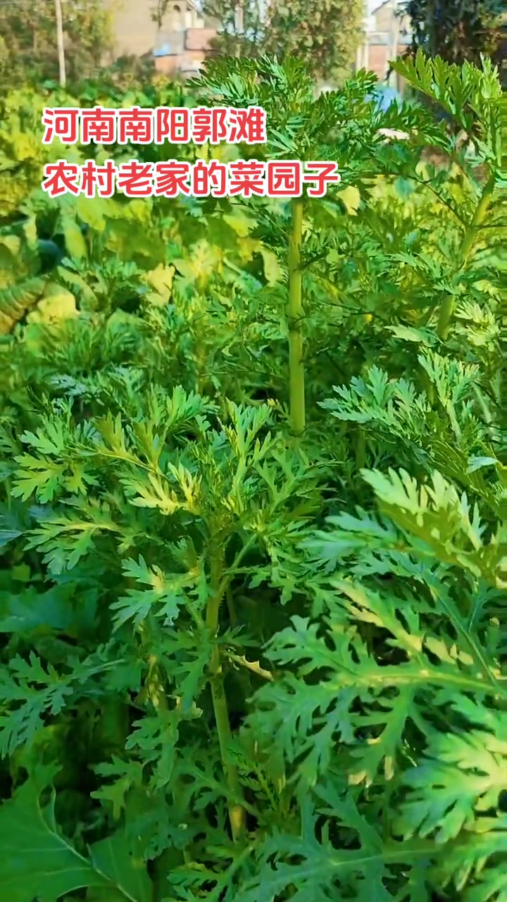 农村老家的菜园子，纯绿色蔬菜，你们在城里吃不到的纯绿色疏菜，俺们在农村吃不完，根本吃不完