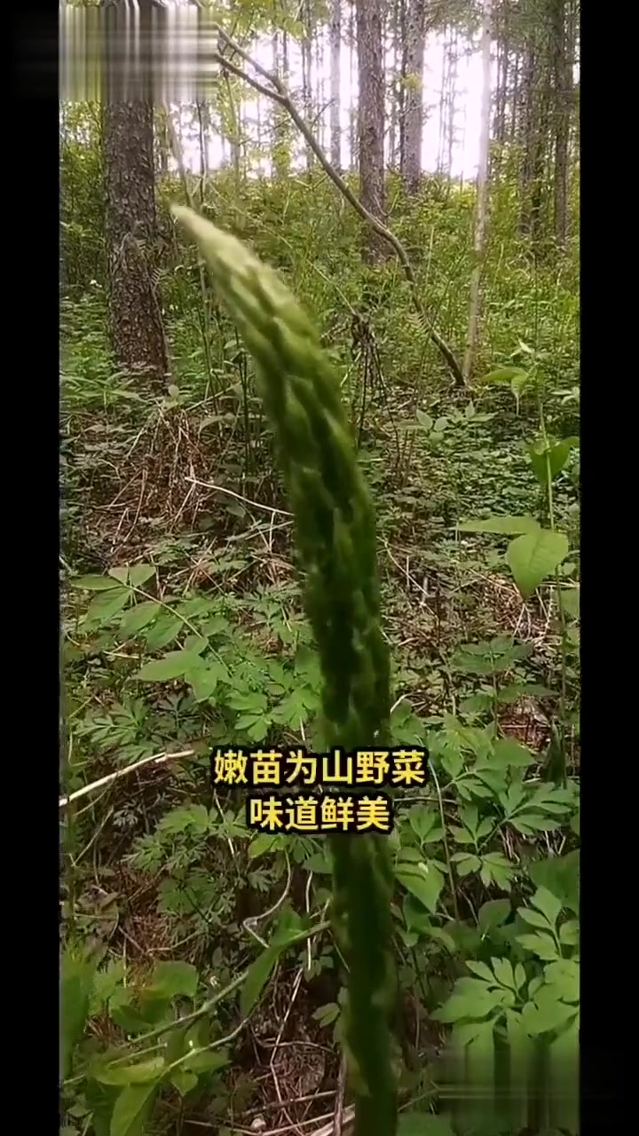 养生健康：龙须菜的功效与作用