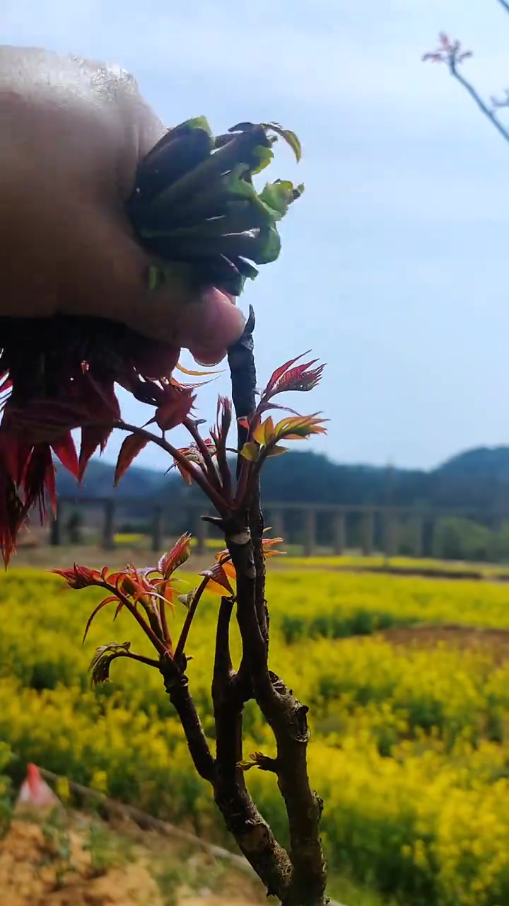 最能代表春天的野菜，肯定是香椿芽，你吃过吗？我想知道，香椿除了炒鸡蛋，还有哪些吃法？