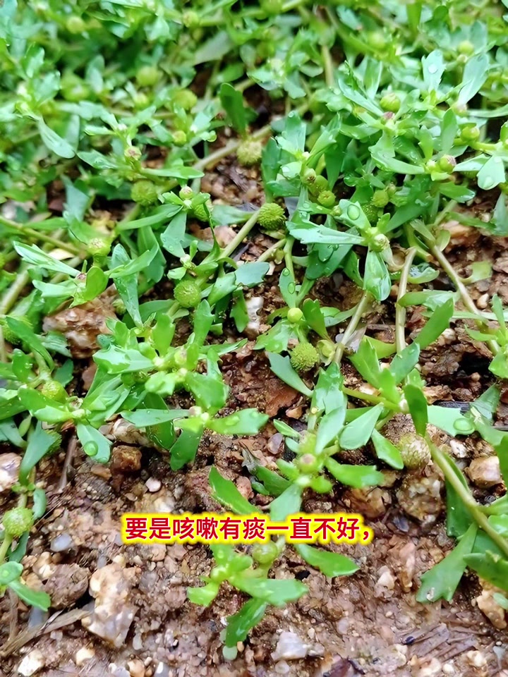养生健康：草药鹅不食草科普