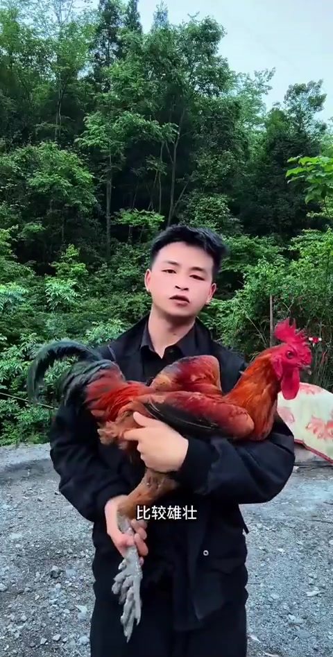 高脚土鸡大长腿超威风，散养古法配种肉香上头！