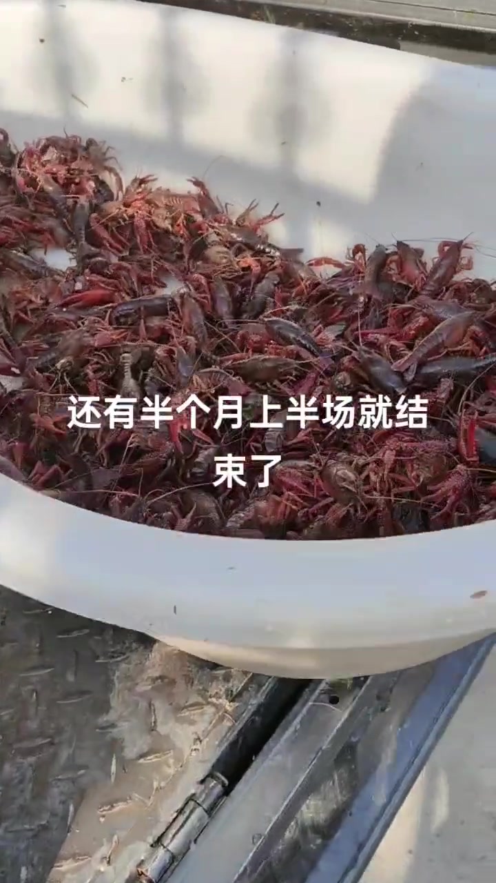 科学高效的小龙虾养殖方法！
