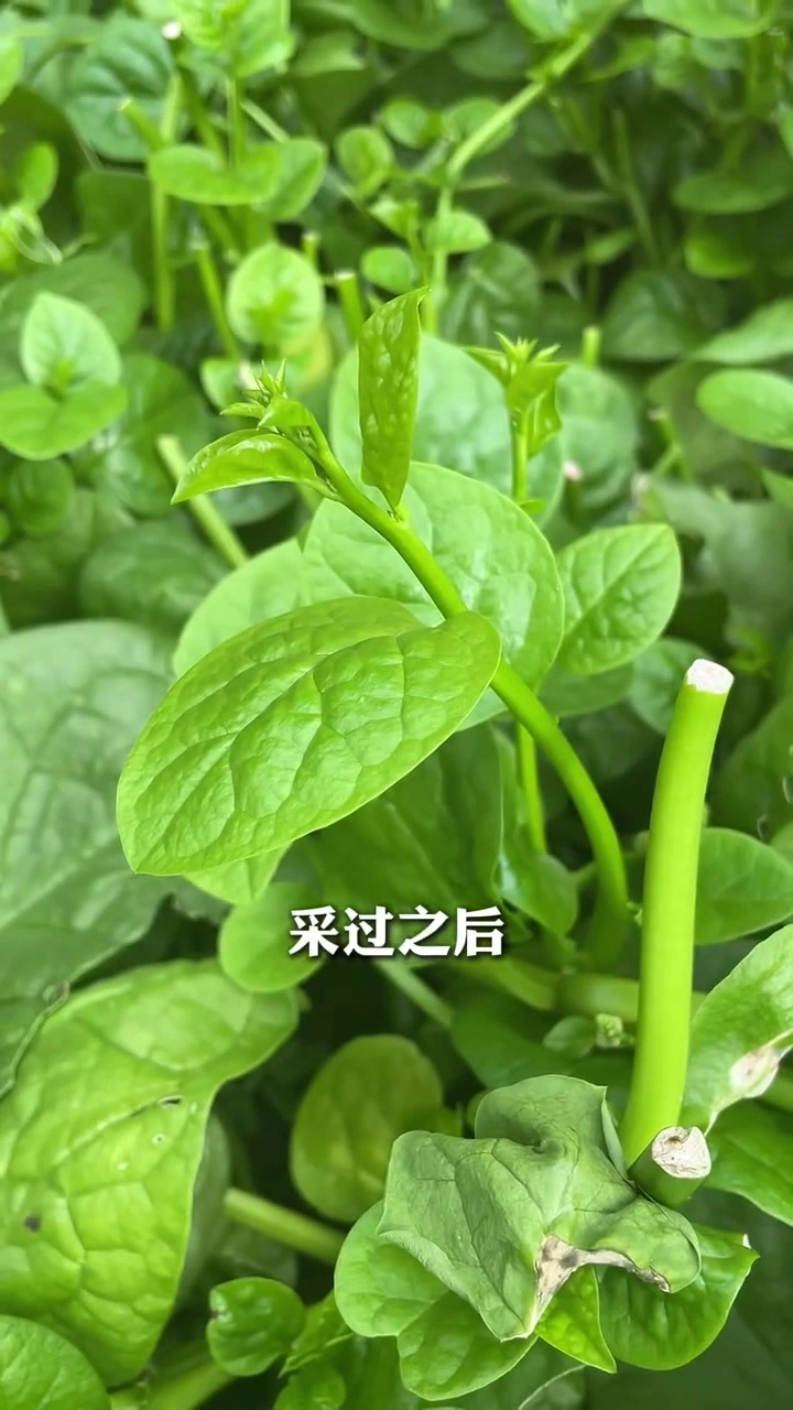爱吃木耳菜吗？摘不败，吃不完！