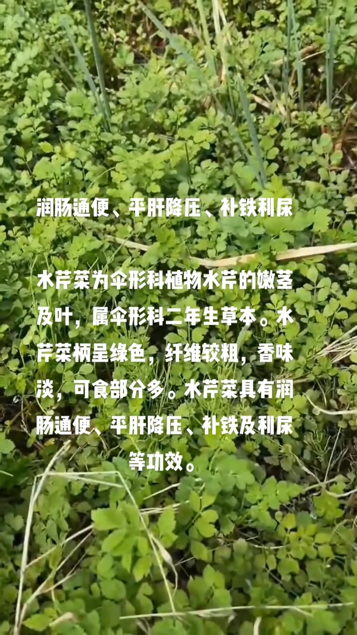 健康科普：水芹菜的功效