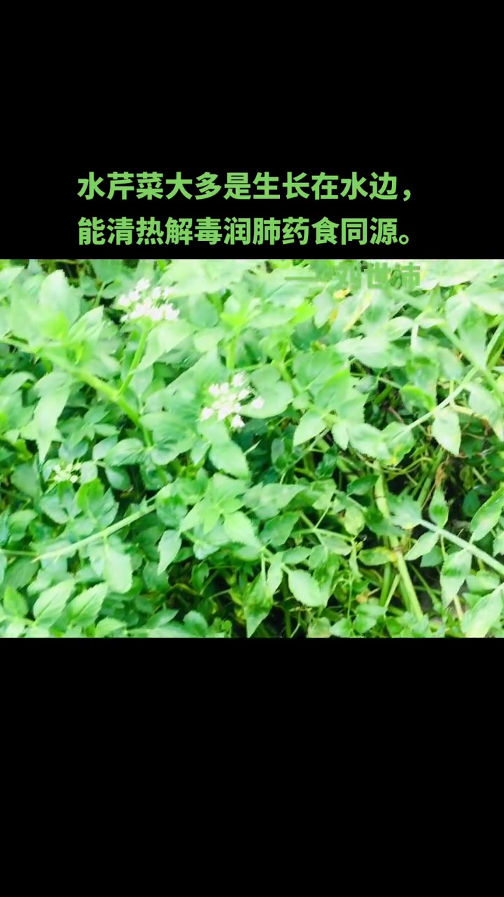 水芹菜的功效与作用