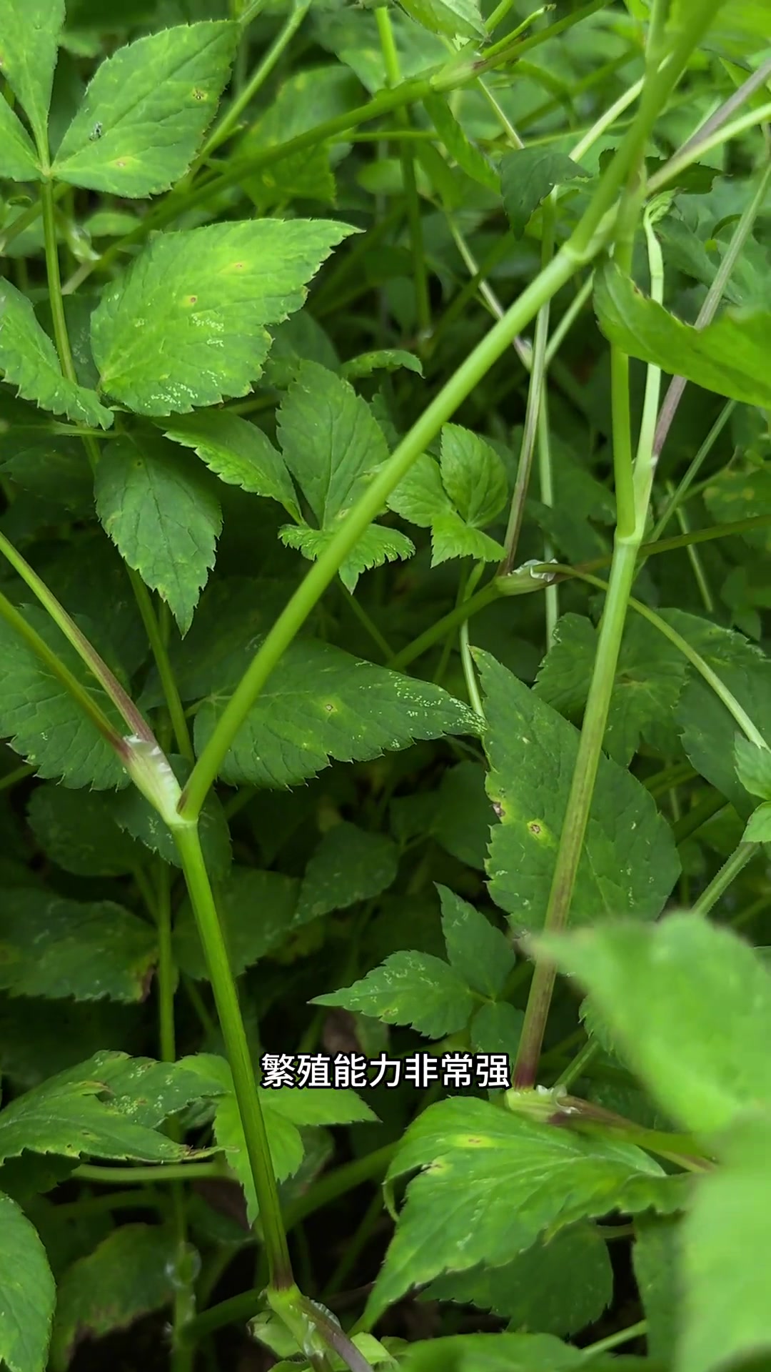 养生健康：水芹菜（野芹菜）药食价值高