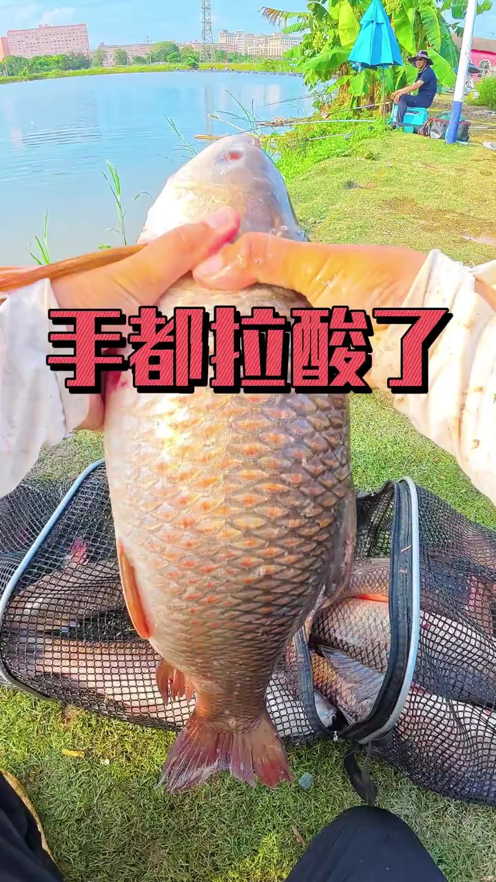 36硬拉泰鲮,这爆杆鱼拉的手酸
