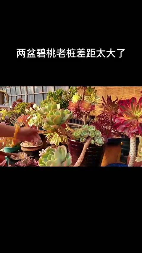 同时买的两棵碧桃老桩多肉，养了两年，差距太大了！