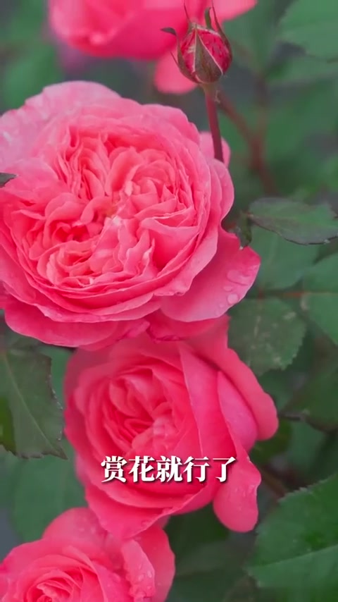 花园里最早开的月季，谁能拒绝蜜语春花！