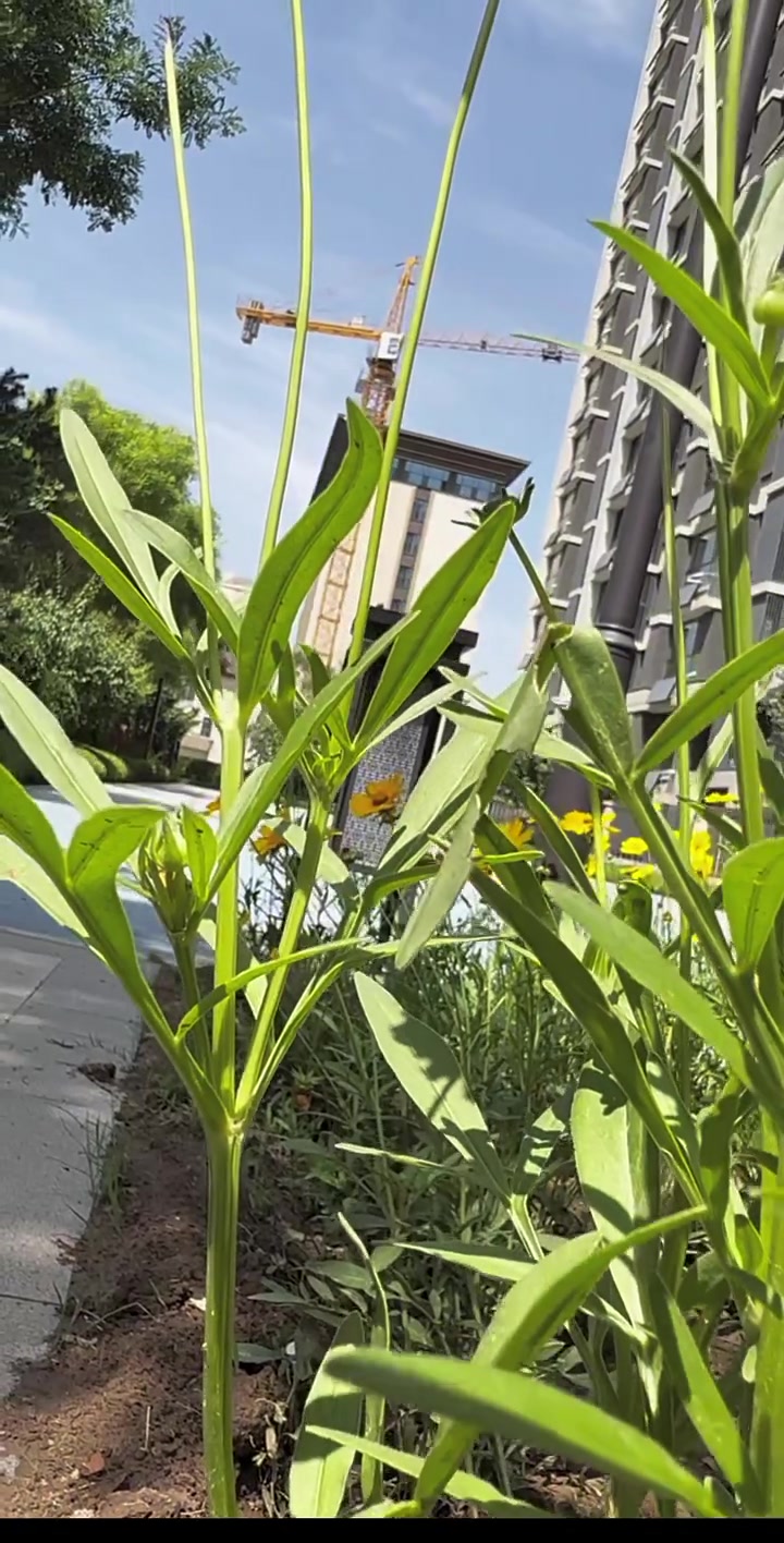 #短视频 #宝妈了路边看到好看的花花试试这样拍简单3个镜头拍出高级感让你刷宝朋友圈