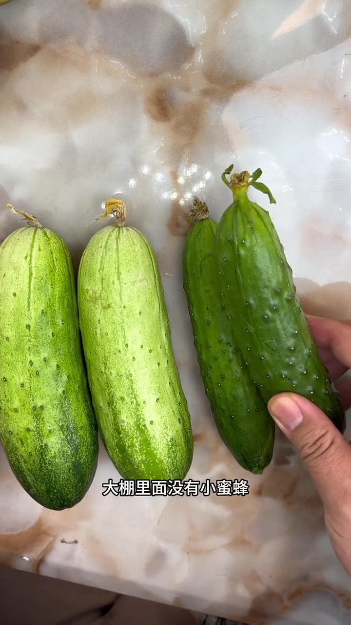 自然熟的黄瓜长什么样？黄瓜怎么挑？怎么挑选好吃的黄瓜？蔬菜水果挑选小技巧？#买菜攻略 #吃