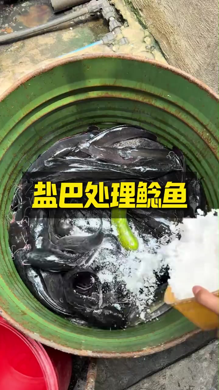 非洲人为什么要往鲶鱼身上撒盐巴