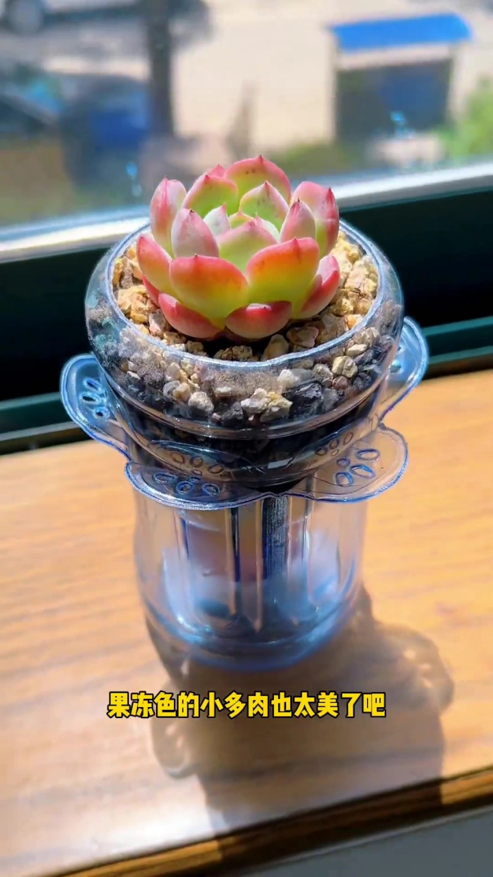 不是花盆买不起，而是饮料瓶更有性价比 自制花盆