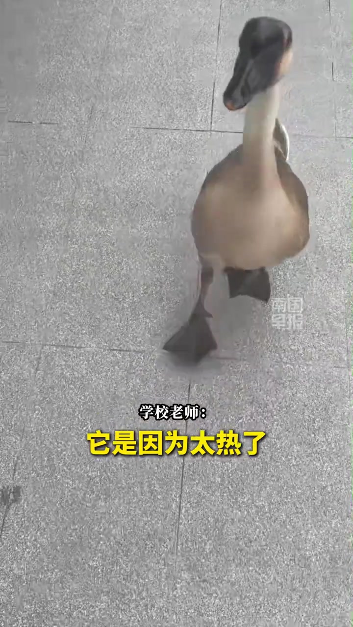 南宁网红“鹅学长”死亡,初步解剖结果:天太热,吃太杂 #南宁 #鹅 #鹅学长 #南宁理工学