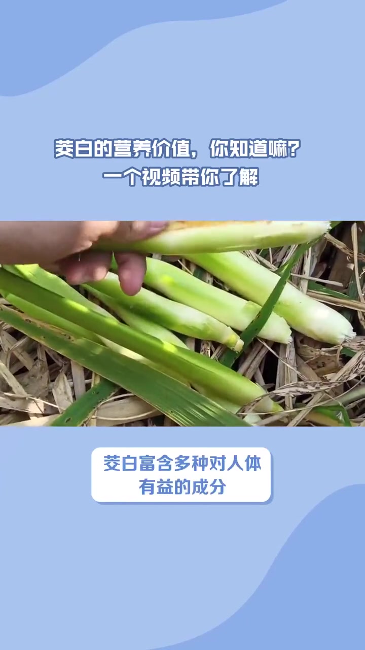 健康提醒：茭白的营养价值，一个视频带你了解