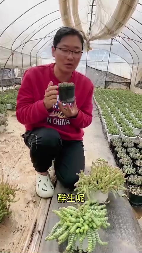 如何养好多肉钱串