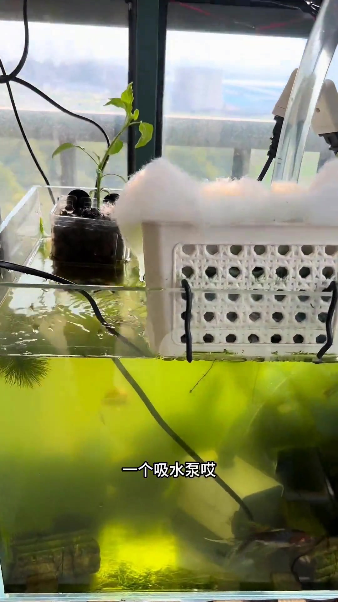 教大家自制简单鱼缸过滤器，实用的养鱼小技巧