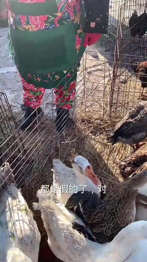 揭秘东北假大鹅廉价内幕