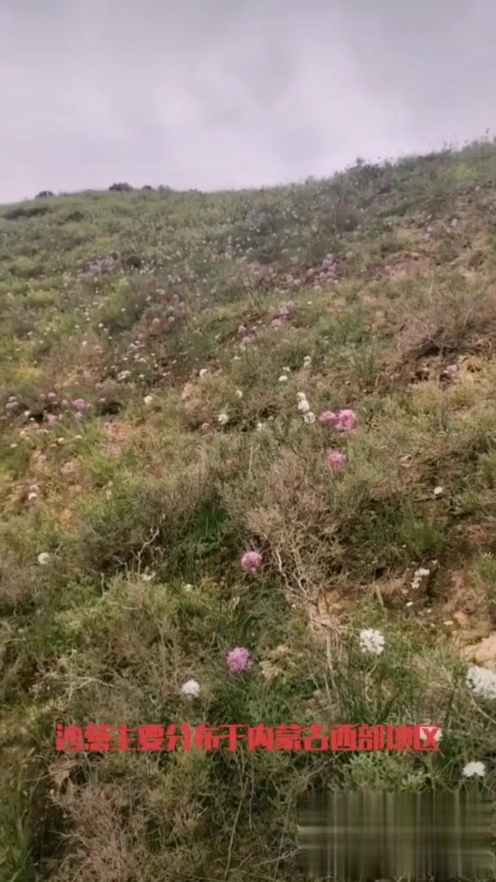 养生健康，沙葱堪称菜中灵芝！