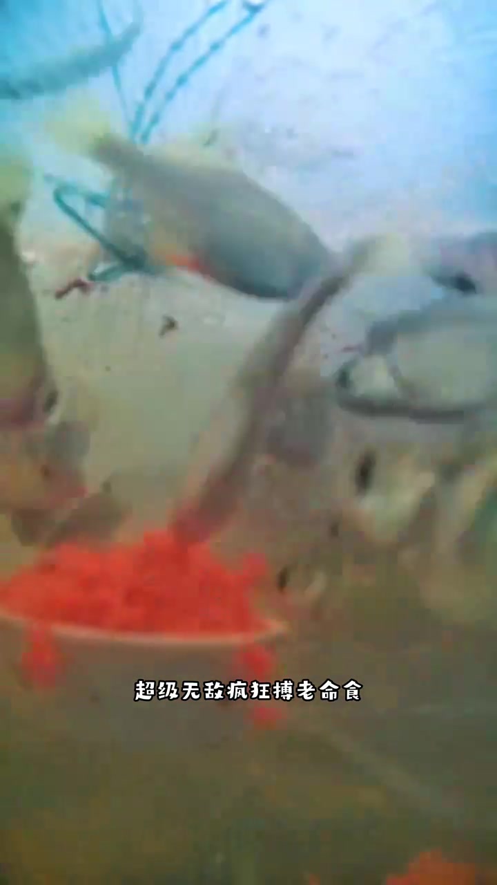 拉丝的高体鳑鲏，一笼下来就只有几条满意！