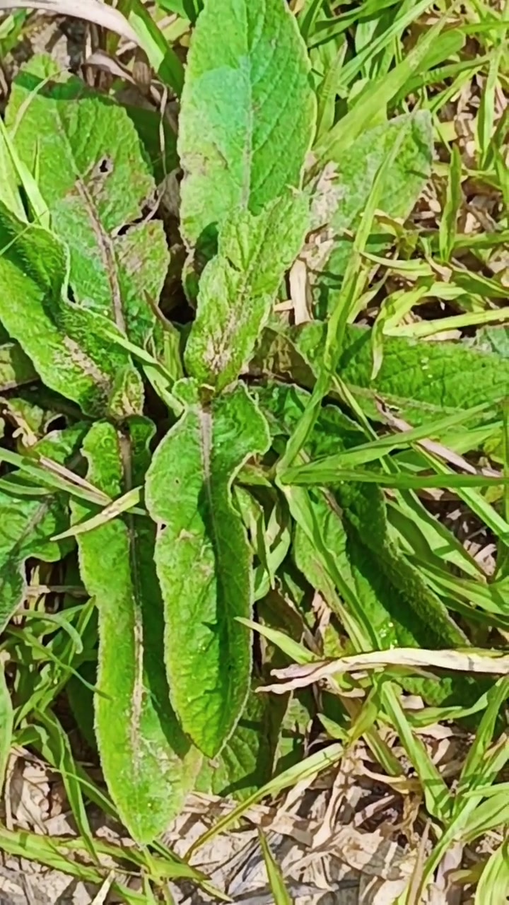 神奇的草药地胆草！
