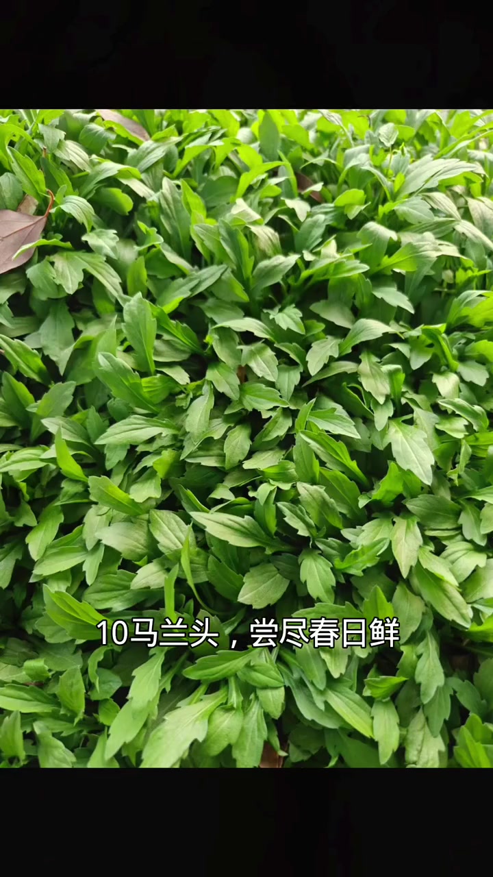春天的味道：这些野菜你认识吗？