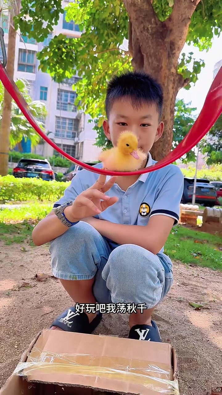有些鸭子会乱跑,有些鸭子荡秋千都能坐的很稳!#可爱小鸭子 #鸭司令 #萌宠小可爱 #童年的