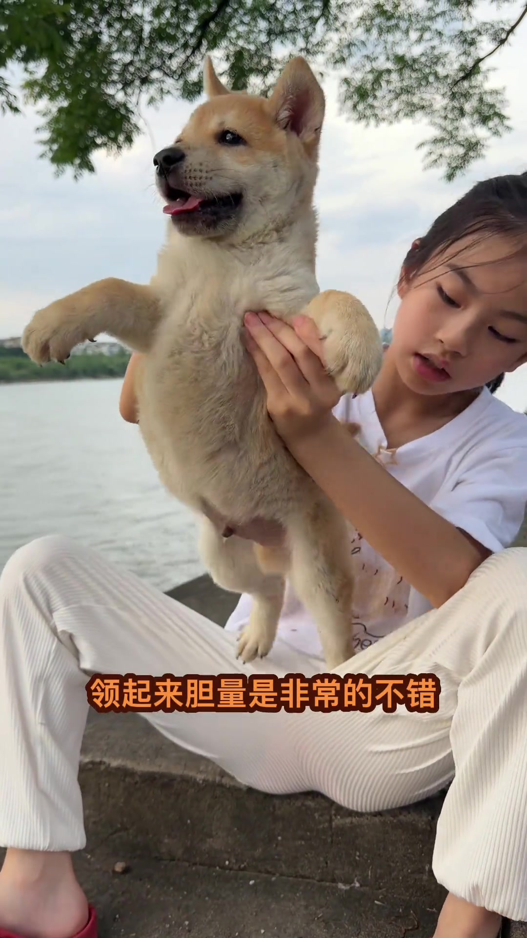 小黄狗的陪伴是童年最美好的回忆，南宁