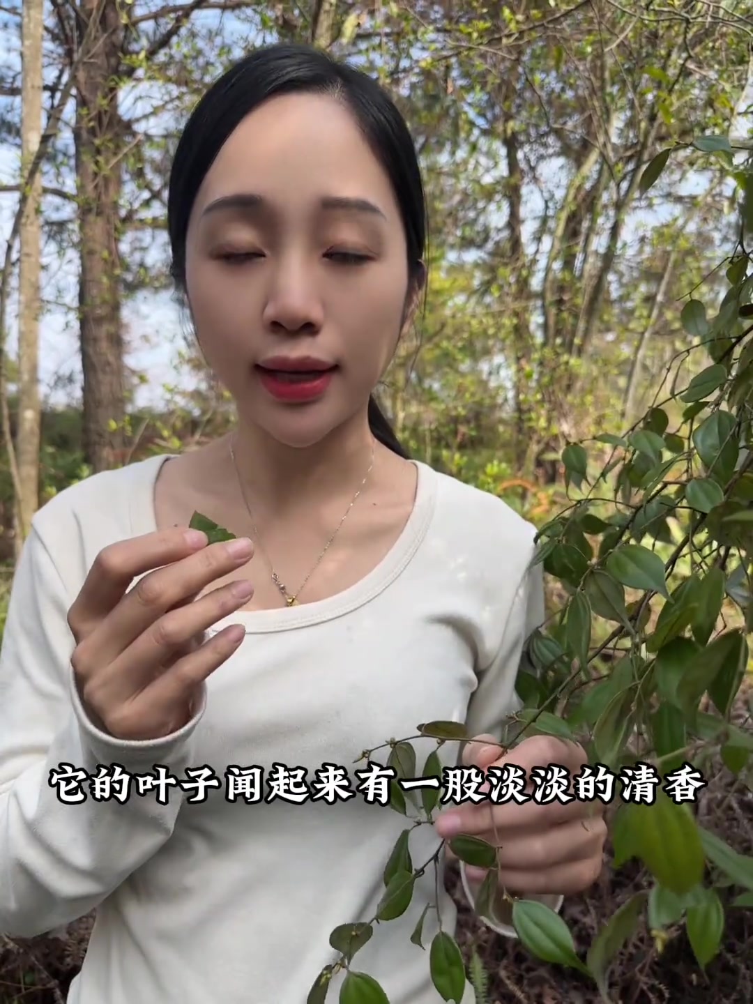 植物科普：乌药别当柴火砍