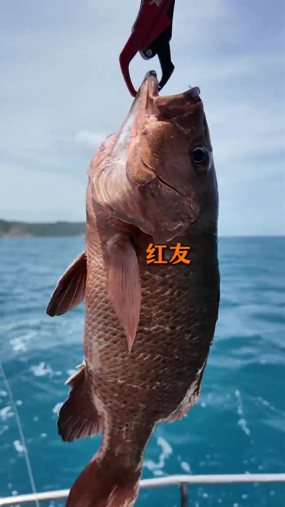 海钓用什么饵料最容易上鱼呢？