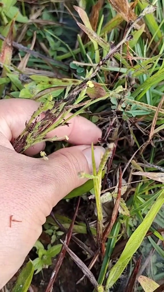 野生草药独脚金有哪些神奇功效？