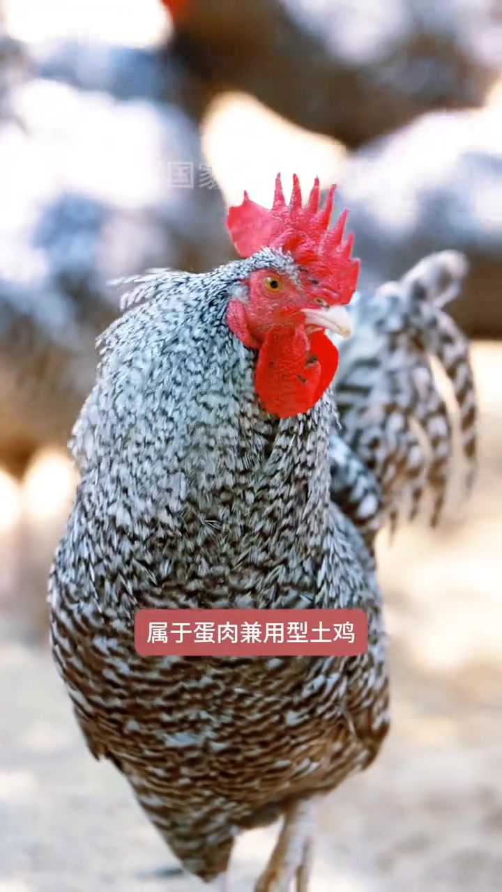 山东汶上芦花鸡，特有优良本土鸡种，春秋就开始养