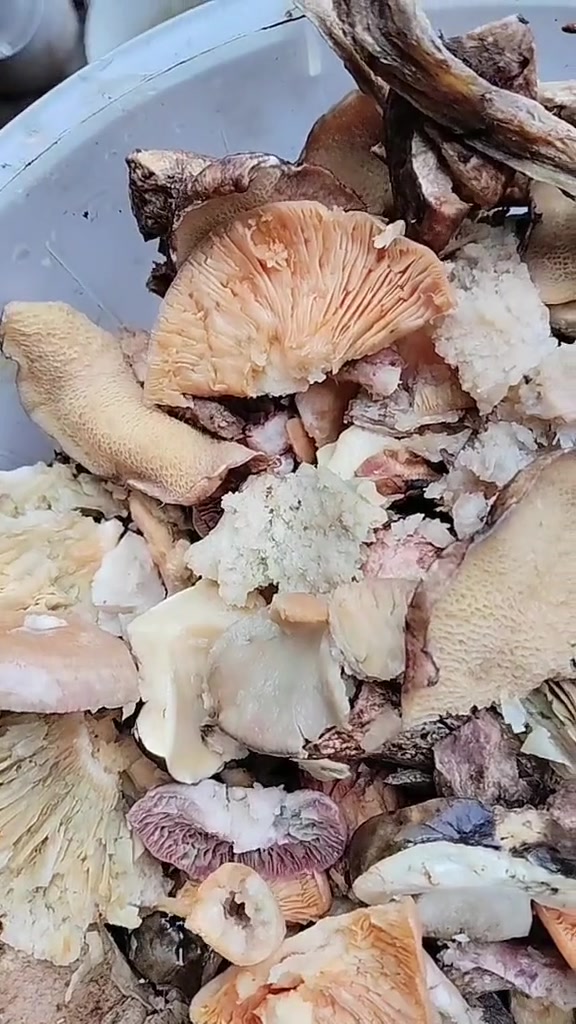展示各类蘑菇大蒜芋艿新鲜食材大全