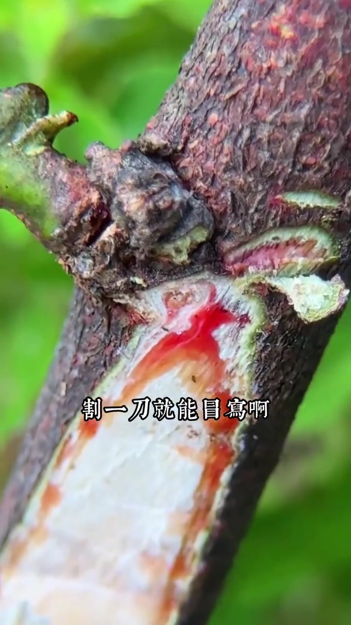 养生健康：酉鸡对应本草香花鸡血藤