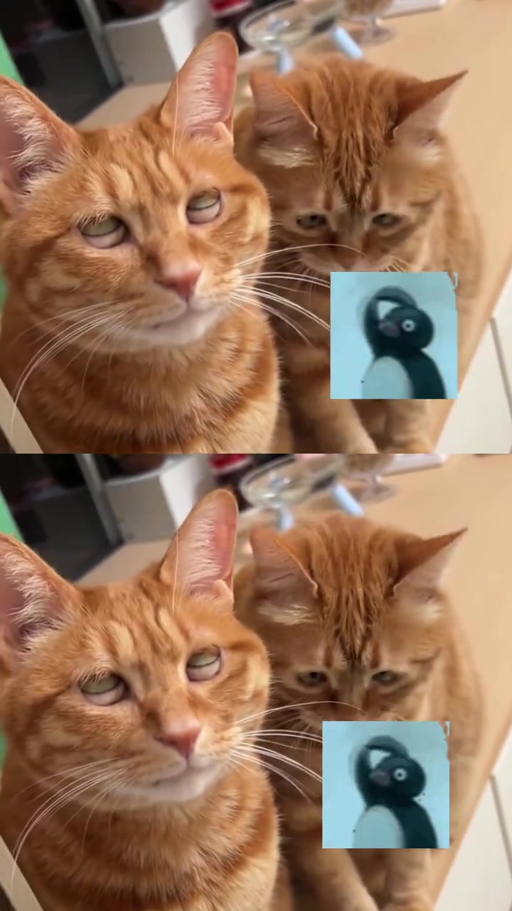 猫猫界有自己的卧龙凤雏 视频来源：念力 #猫猫 #萌宠出道计划 #可爱到爆炸 #搞笑 #卧