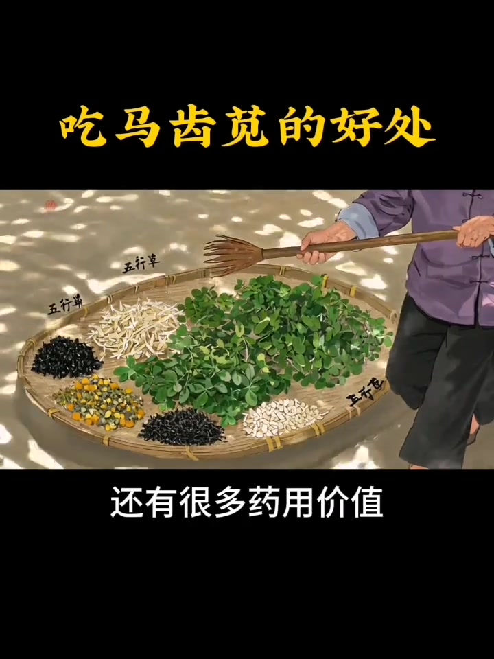 养生健康：马齿苋的功效与作用