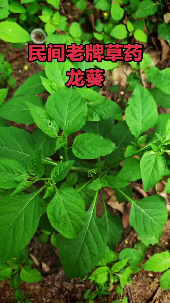 健康提醒：龙葵的功效与作用